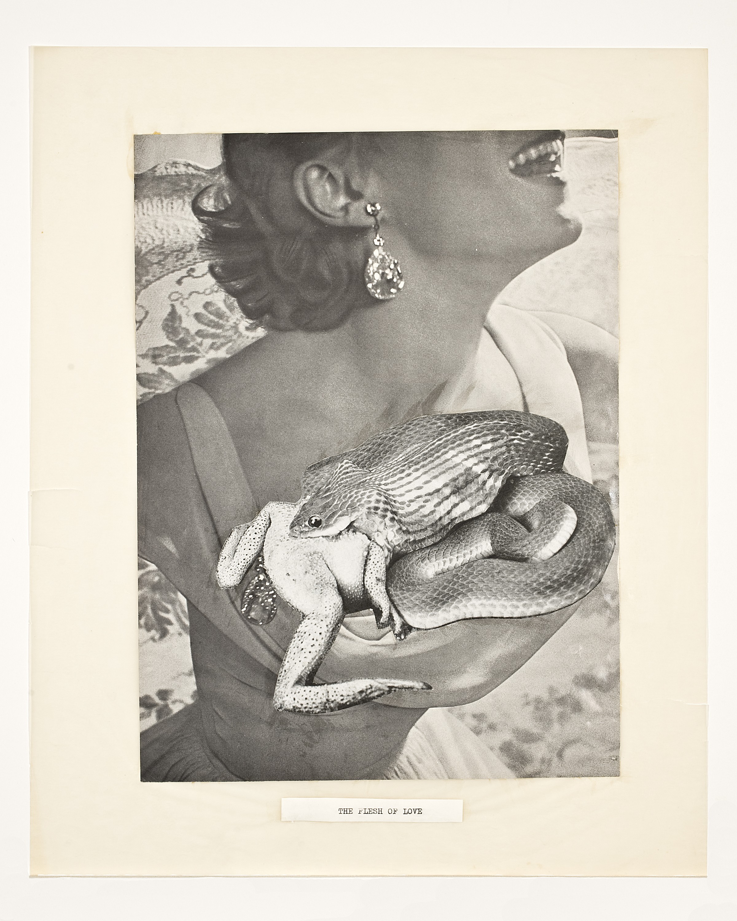 A woman's body in a gown in the background (cut off above the mouth and below the waist), pasted on top of the woman's chest is a curled snake, with a frog eating another frog pasted on top of the snake. At the bottom, the words "THE FLESH OF LOVE."