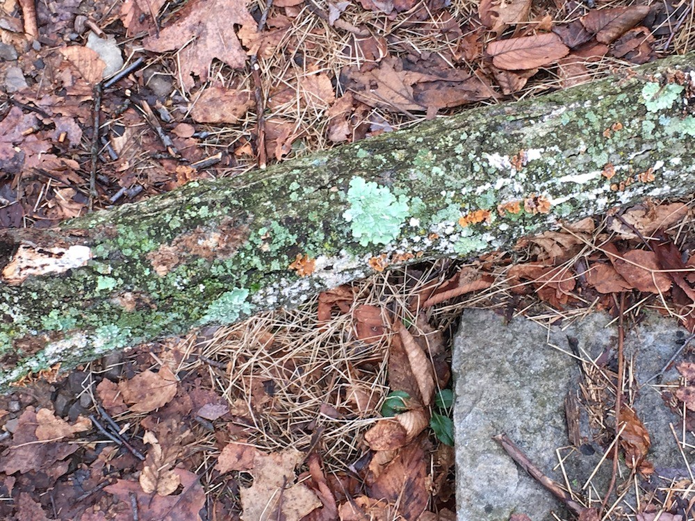 Leave on the ground, moss on a fallen log.