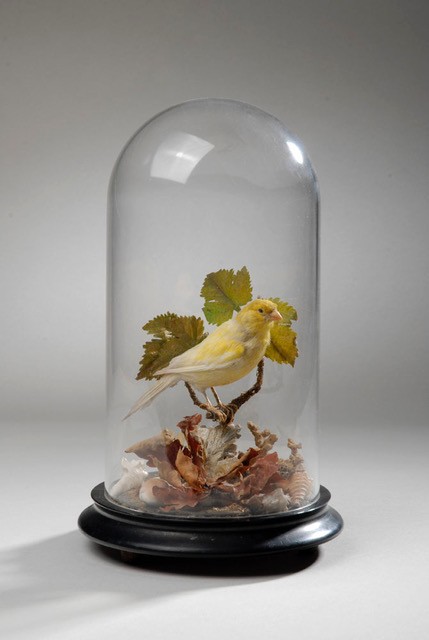 A taxidermy yellow canary sits atop a branch inside a glass case.