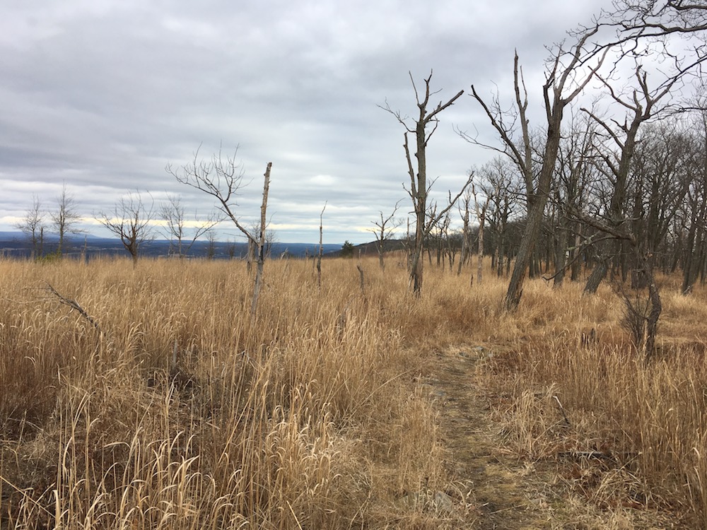 Dead trees and grass field.