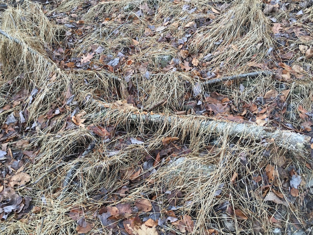 Dead grasses, tree limb, and leaves on the ground.