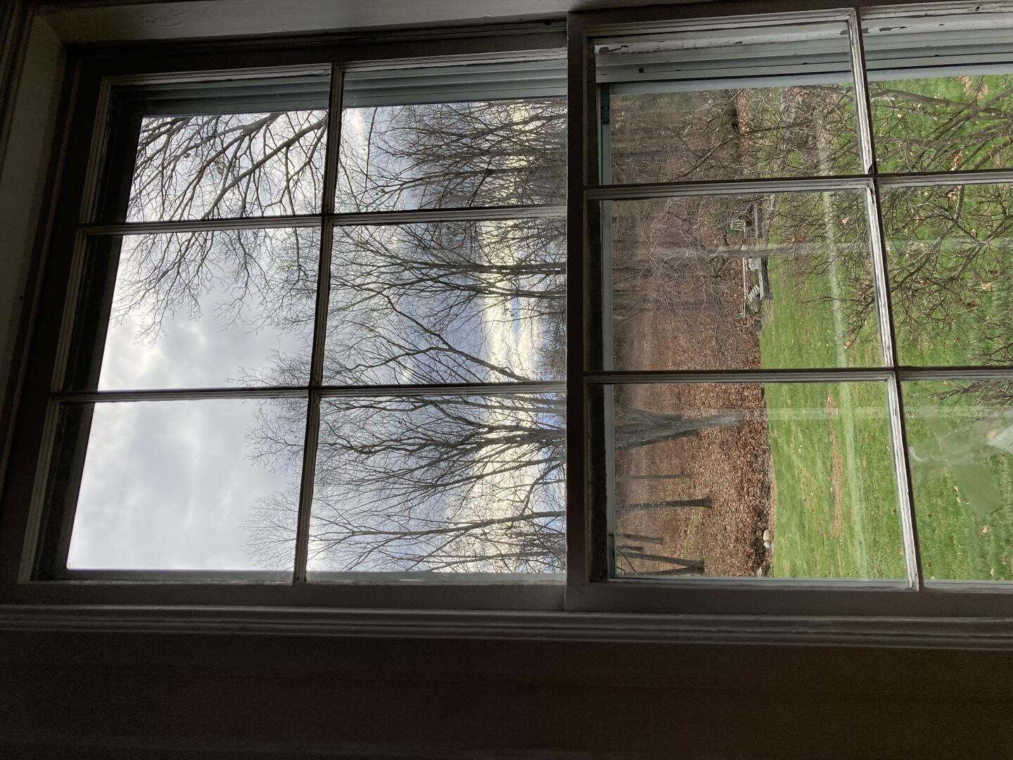 Color photo: view out a window of a green lawn that turns into barren trees with brown leaves or earth at the bottom